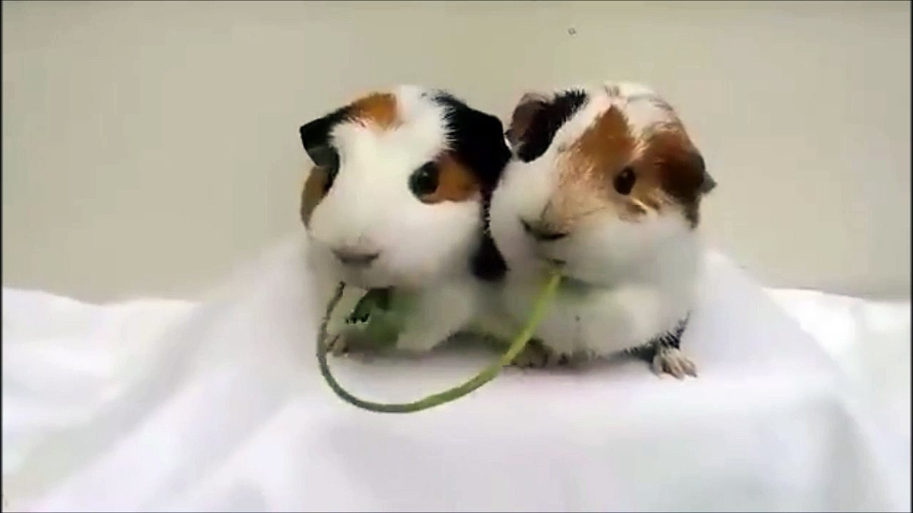 Lady and the Tramp