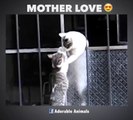L'amour d'une maman chat envers ses petits... Trop mignon