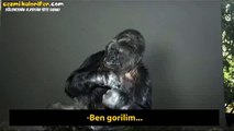 Goril Koko’dan İklim Değişikliği Çağrısı