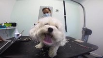 Dog Groomer for A Day with These Adorable Pups