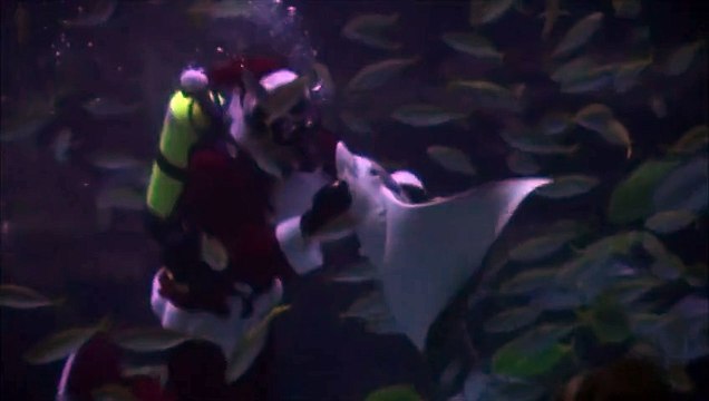 Des plongeurs déguisés en Père Noël dansent un aquarium