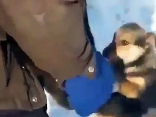 O gato não tem medo de cães