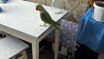 Gato que tenta obter um papagaio com uma longa cauda!