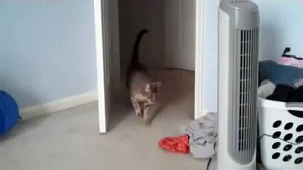 O gato estava com medo!))