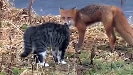 Gato contra zorros! Desmontaje Steep!