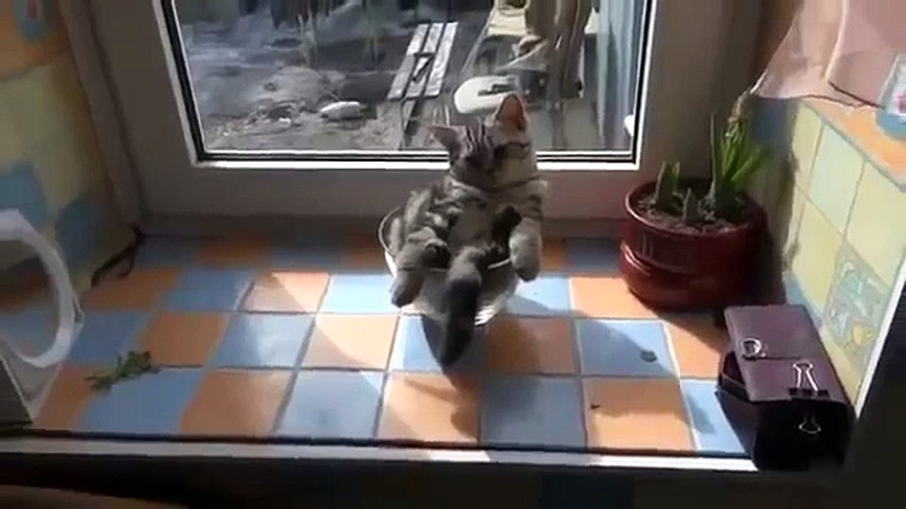 gato cansado