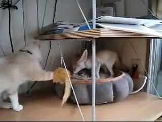 Gato quiere jugar con un zorro