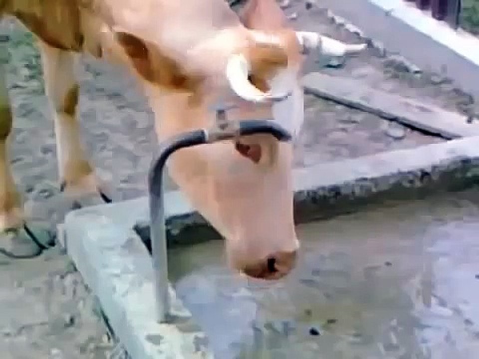 inteligente Vaca