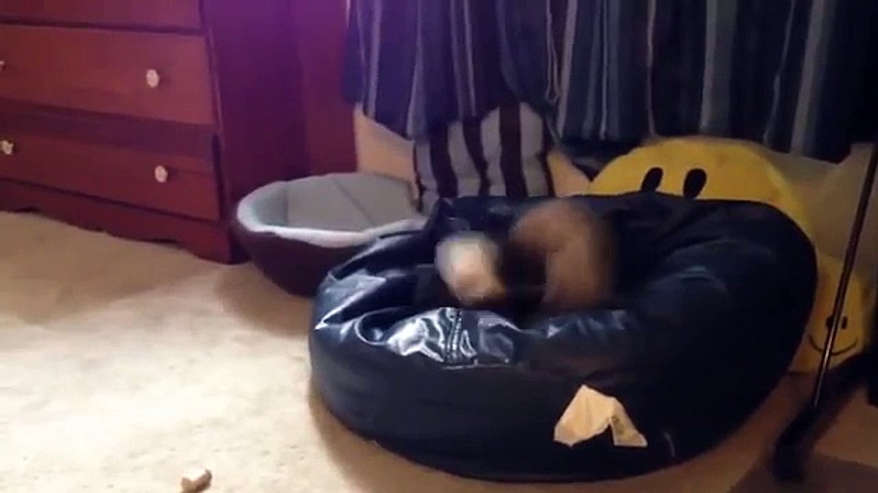 Le chat joue avec un furet