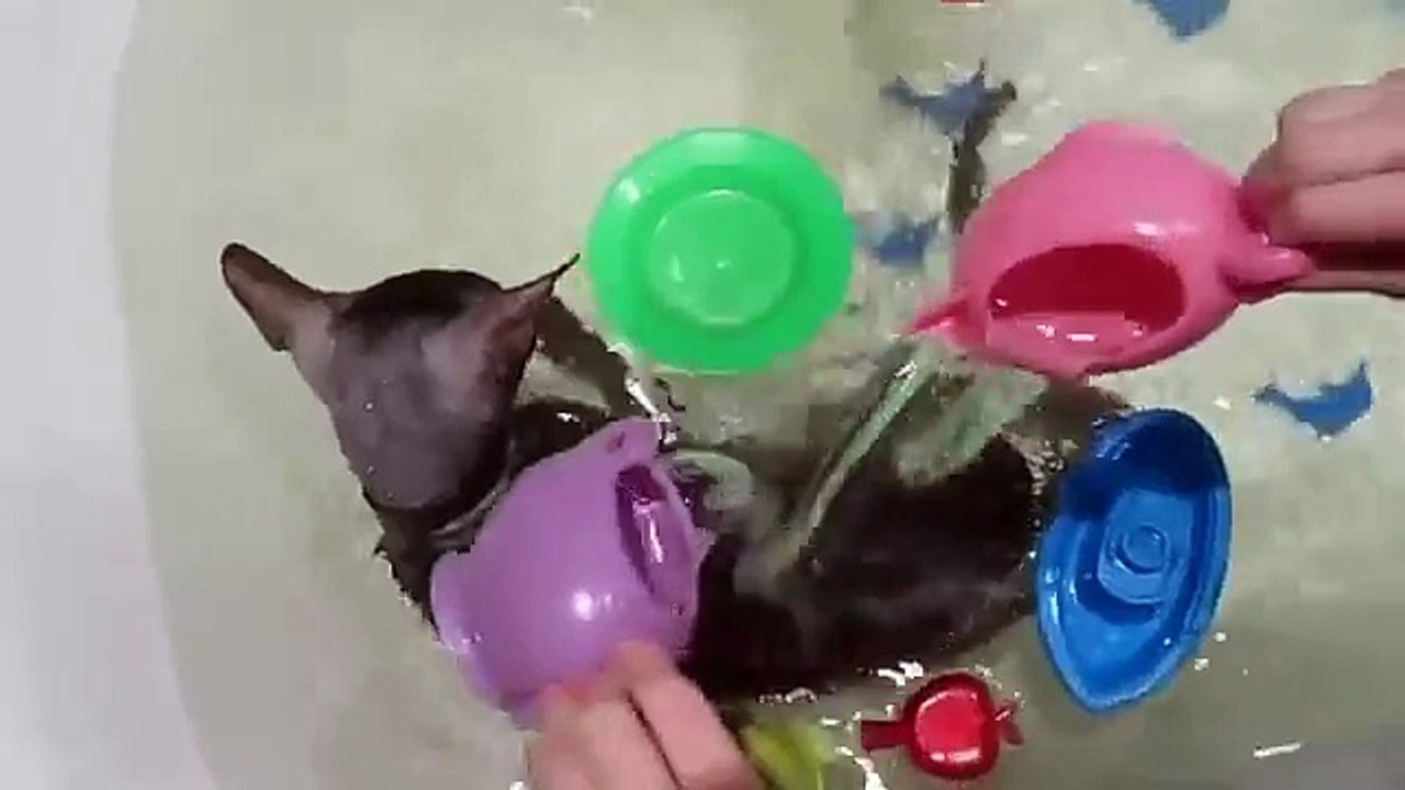 Le chat baigne dans un bain
