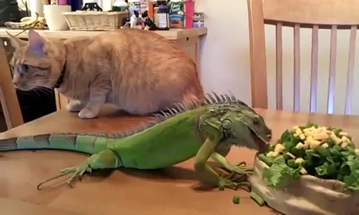 Кот любуется игуаной