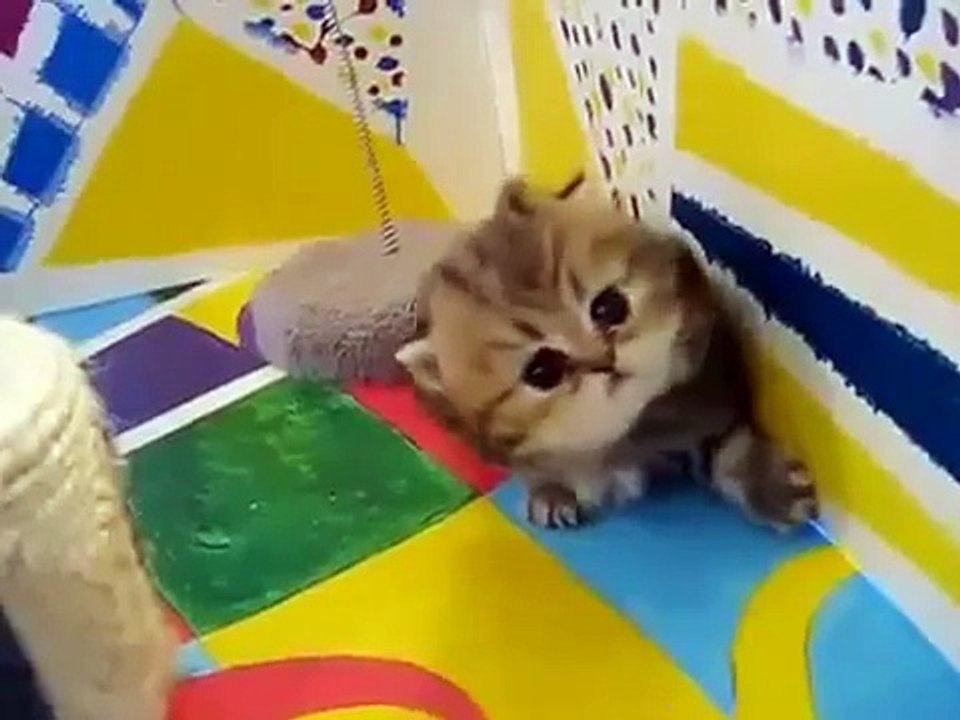 쿨 고양이