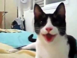 고양이는 강아지처럼 실행