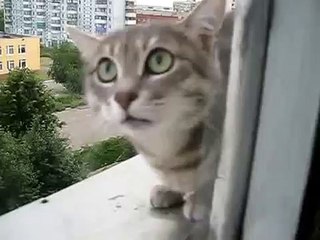 고양이 악당 거의 카메라를 돌파!