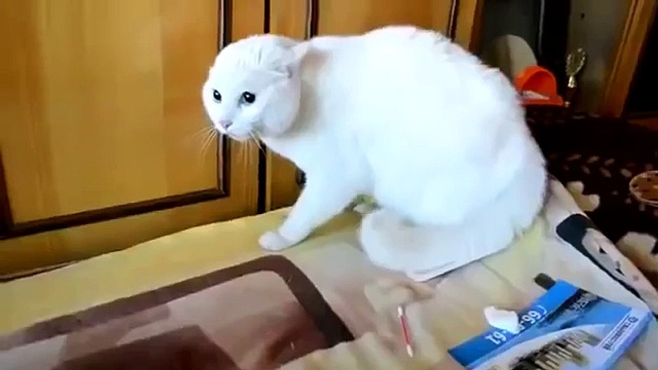 その人に満足していない猫！