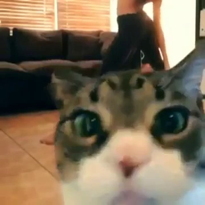 猫はこれより多くを取らないことを決定しました！