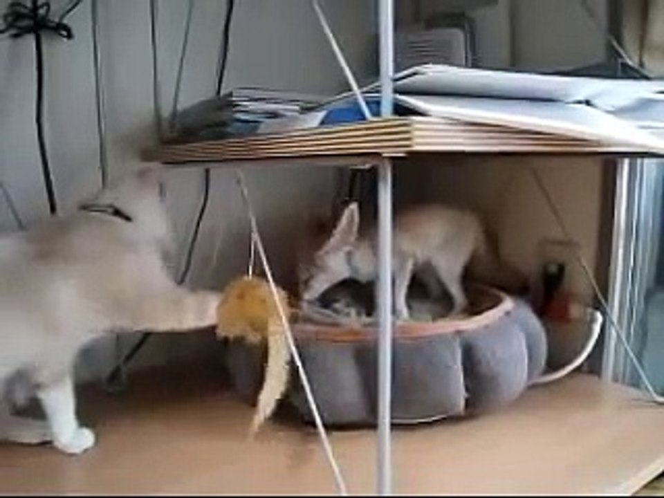 猫はキツネと遊びたいです