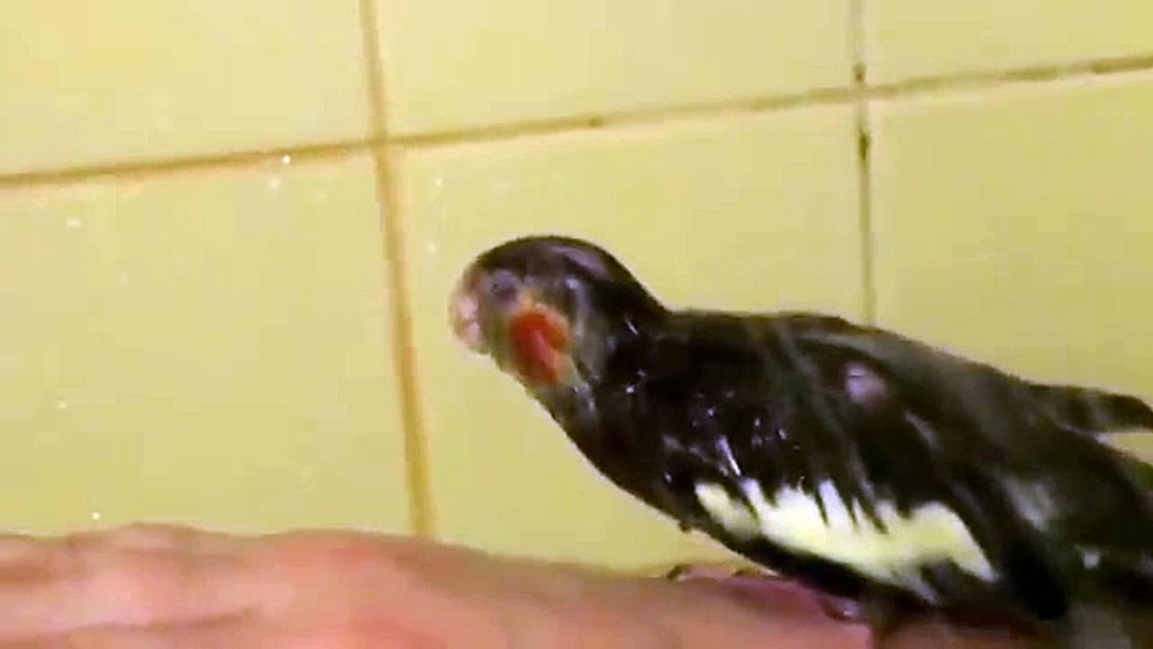 コレリャは辛抱強く、シャワーを浴びて！
