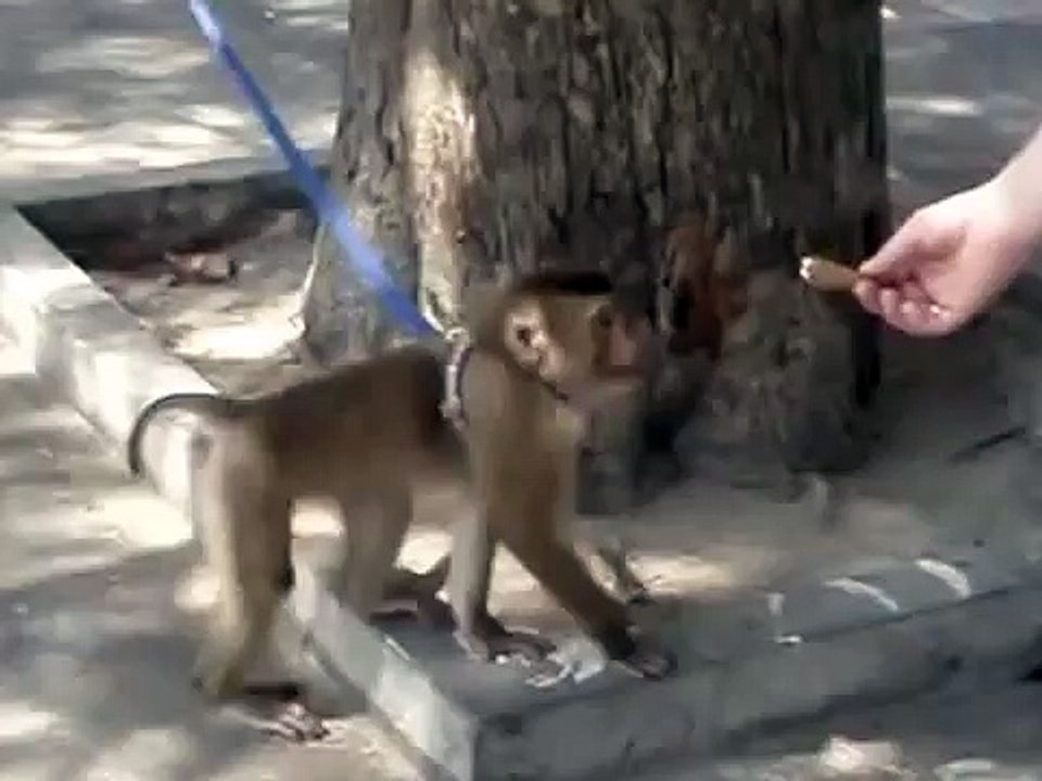 サルで遊んで猫