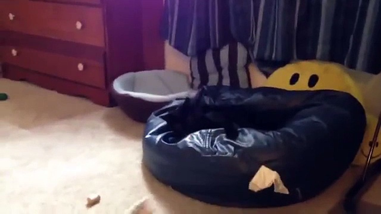 猫はフェレットで遊びます