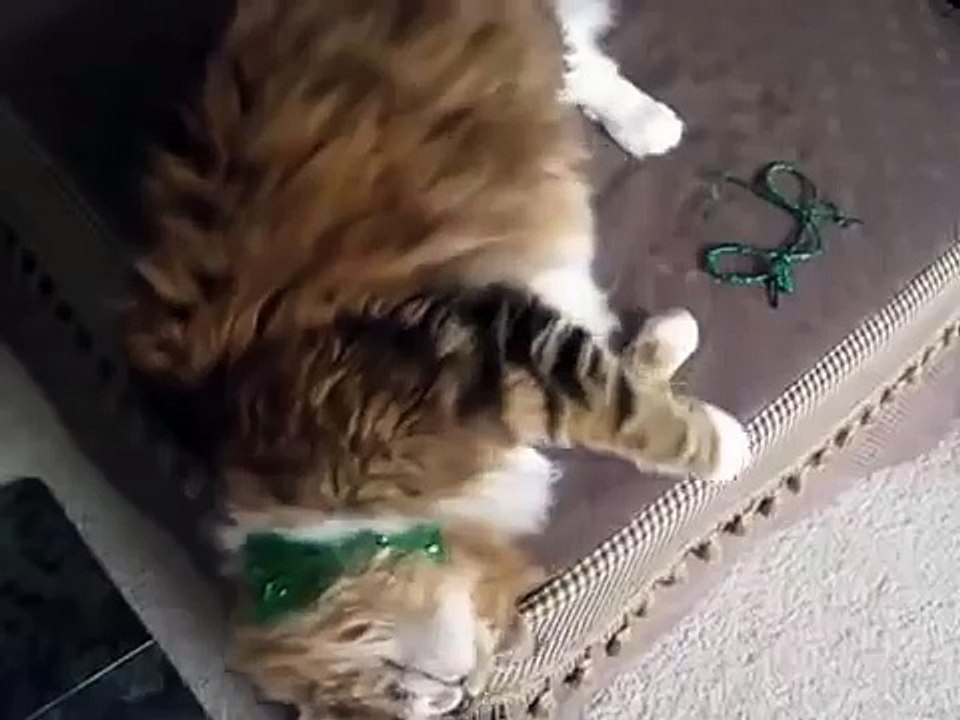 メインクーン猫がホステスで歌います！