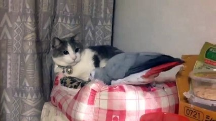 猫のオウムを見て！