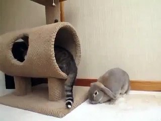 猫迷惑なウサギ！