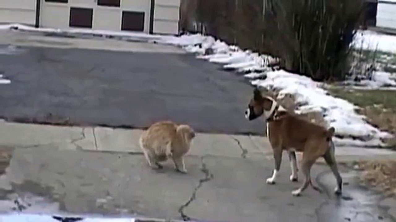 猫は攻撃する恐れはありません！