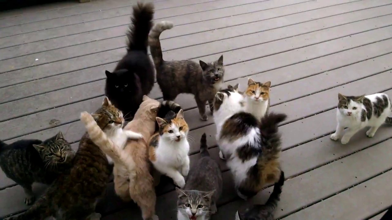 Des dizaines de chats devant la porte de cet homme attendant d'etre nourris tout les matins