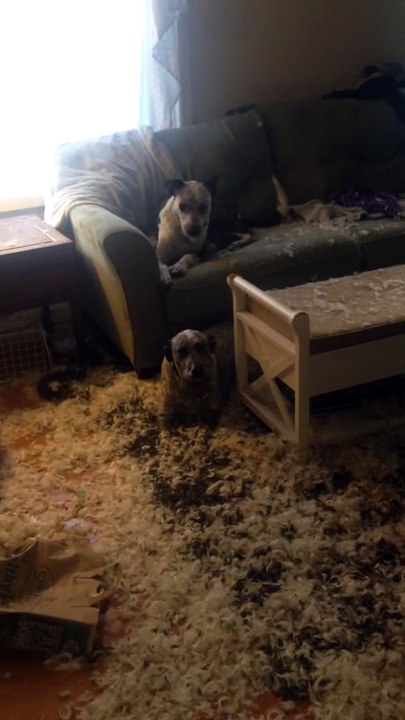 Ces chiens détestent les oreillers... Des plumes partout!