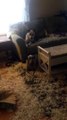 Ces chiens détestent les oreillers... Des plumes partout!
