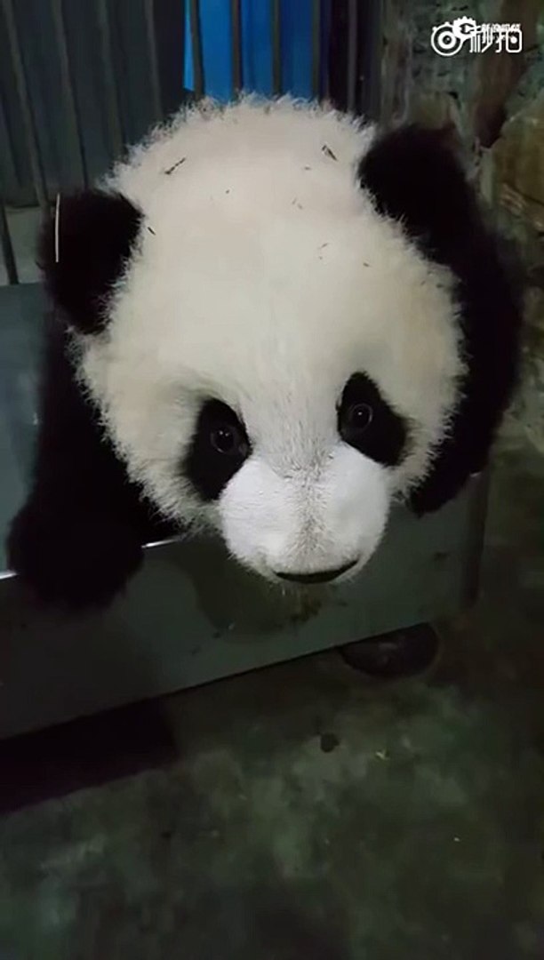 Cute Baby Pandas Look Like Drunk Humans