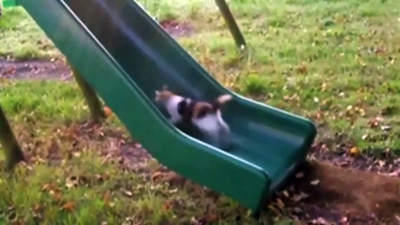 Supercats Episode 2 — Moar Hilarious Cat Videos!