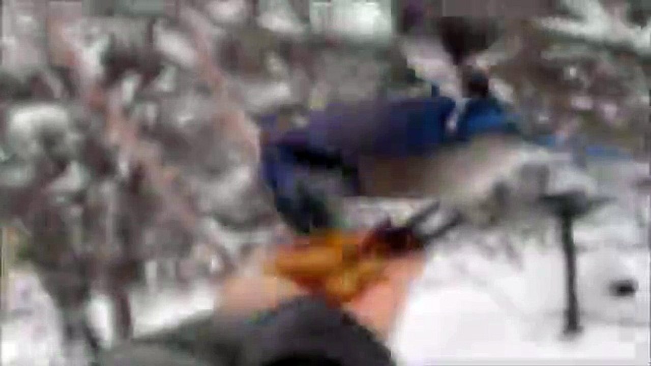 Funny Blue Jay