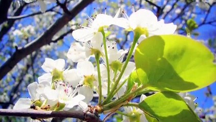 How to Grow a Flowering Pear Tree