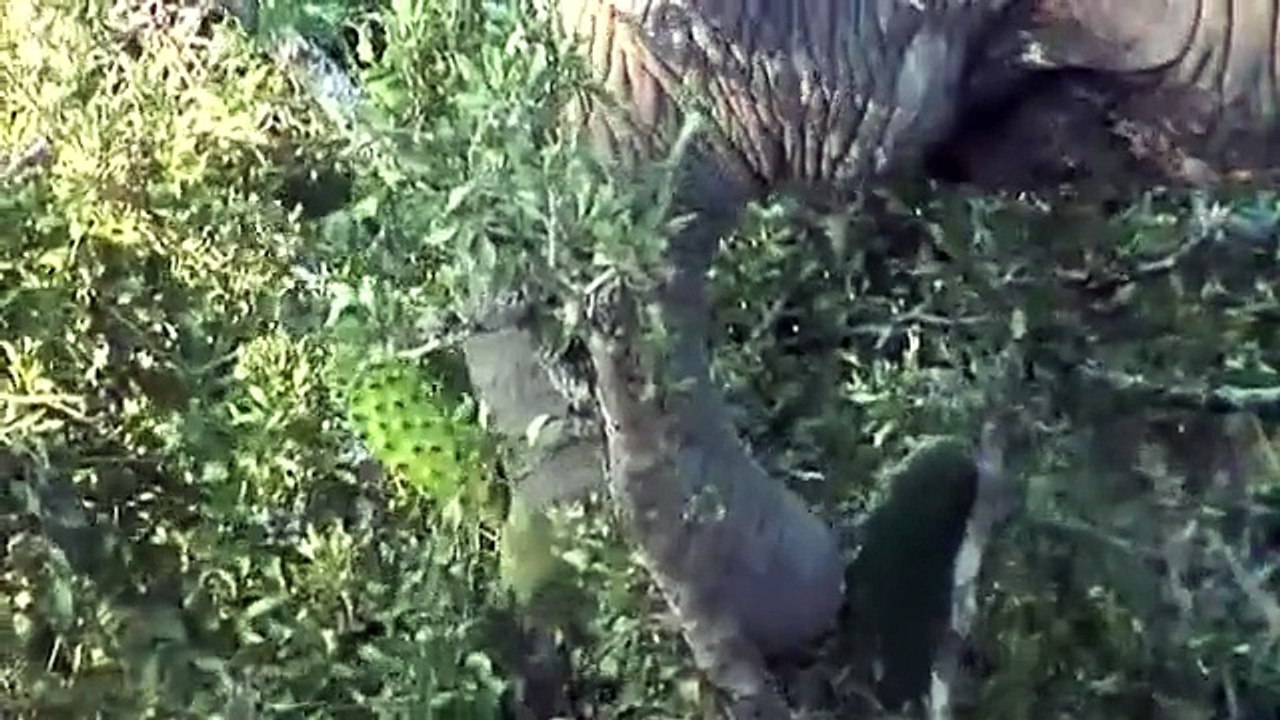 Elephant's  Routine