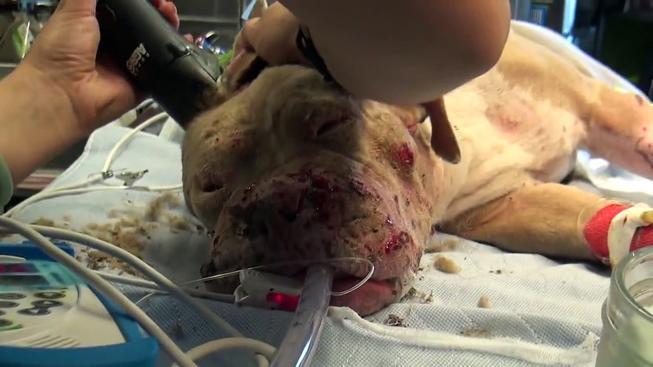 Saving Cadence - an abused Pit Bull shows us the power of second chances. Please share.