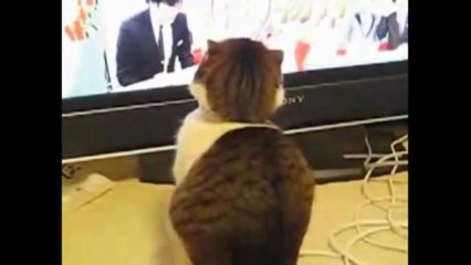 LOL Cats FAIL Compilation