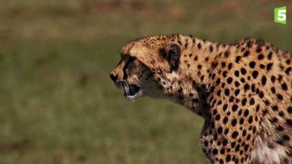 Prédateurs (Ep 2) - La traque du guépard
