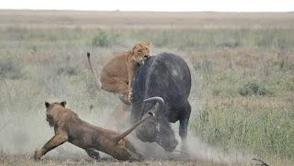 Os Ataques dos grandes Felinos
