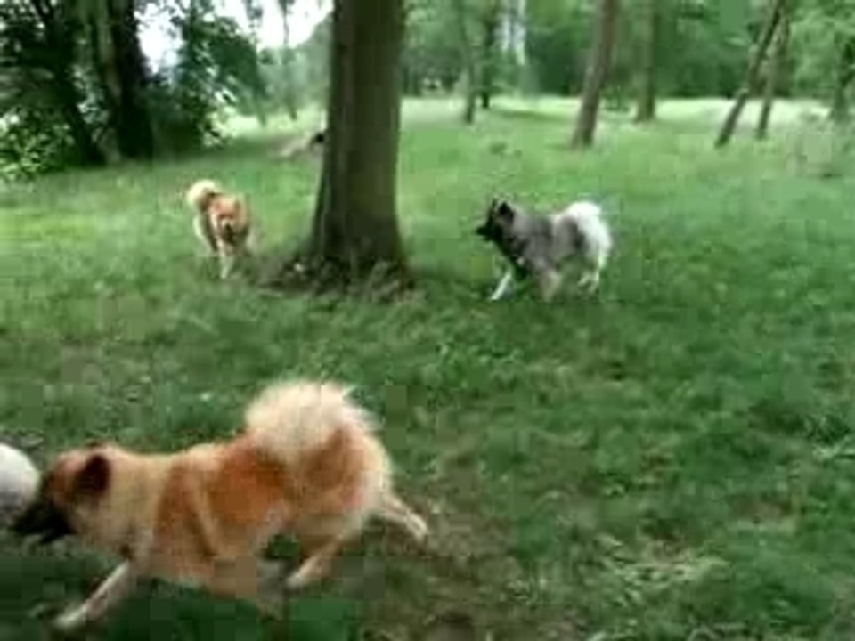 Rencontre Eurasier n° 3