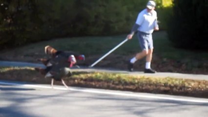 Ce facteur se fait attaquer tous les jours par des dindons