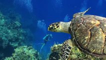 Sea Turtles - Amazing Pictures and Animal Facts Everyone Should Know