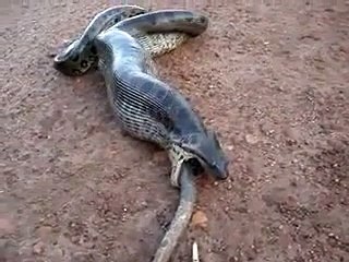 Domuzu(3) Yutan Dev Piton Yılanı