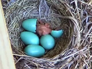 viveiro de passaros e rolas bebes 2013 -07-03