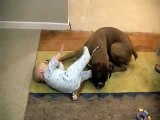 Rottweiler Bebekle Oyun Oynuyor :) Rottweiler Attacks Baby Toy :)