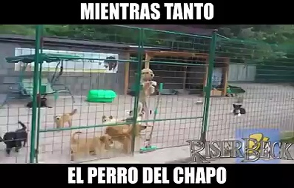 El perro del chapo