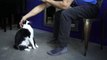 Kodi Cat Demands Petting