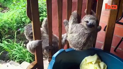 Baby sloths learn to climb