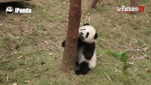 Chine : quand des bébés pandas tentent de grimper à un arbre